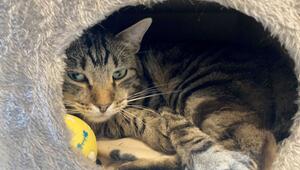 Kater Ben im Tierheim "Katzenparadies" Neustrelitz.
