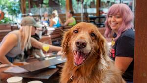 Hund mit Besitzerin im Restaurant.