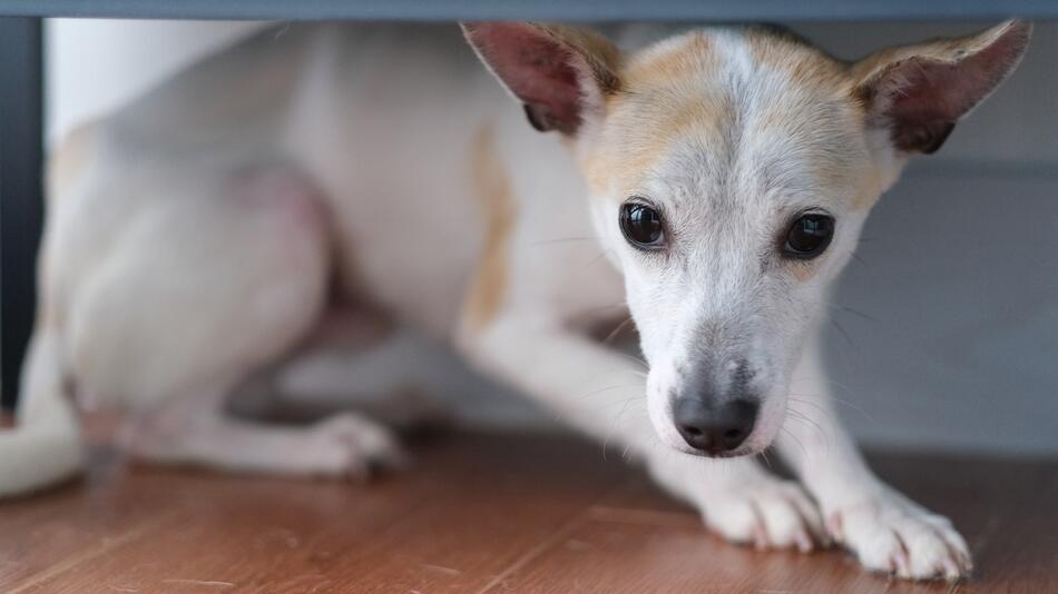 "Werwolf-Syndrom" bei Hunden