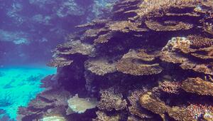 Korallensterben am Great Barrier Reef