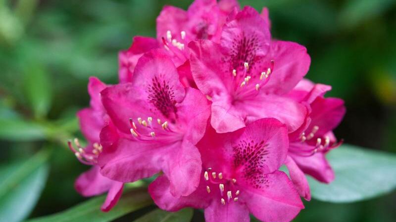 Rhododendron