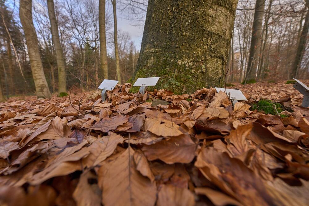 Namensschilder stehen am Stamm eines Baumes