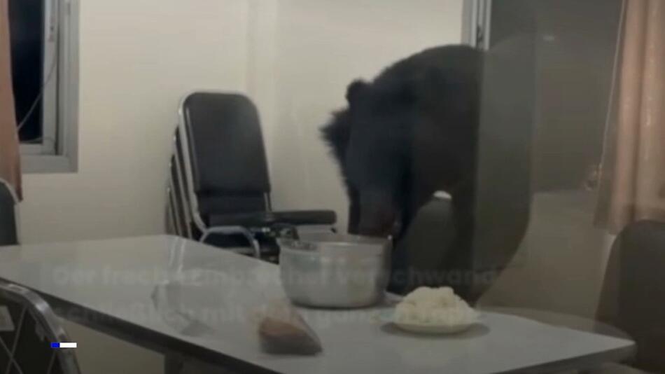 Durchs Fenster eingebrochen: Bär macht sich mit Kochtopf davon