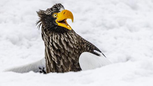 Seeadler, Nikon Comedy Wildlife Awards