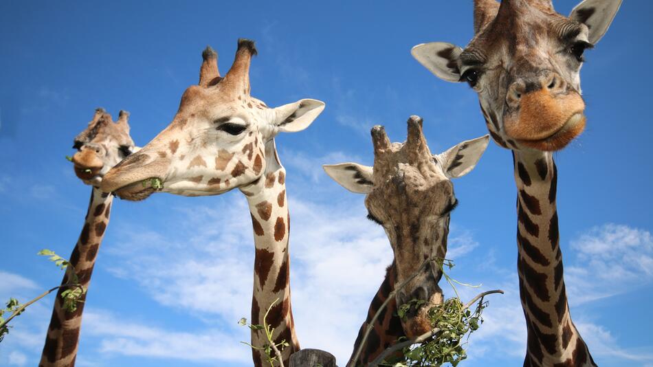 Giraffen im Tiergarten Schönbrunn