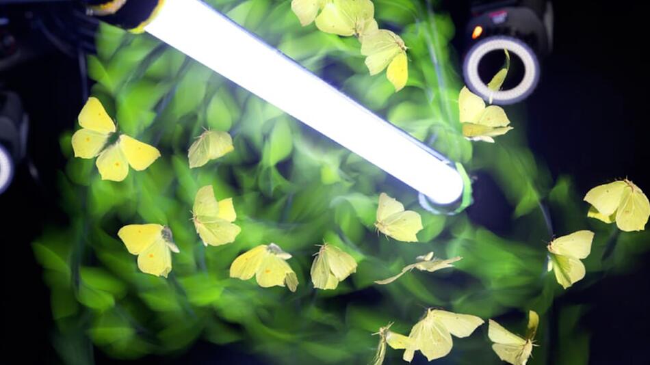 Spektakuläre Videos liefern Beweis: Darum werden Insekten vom Licht angezogen