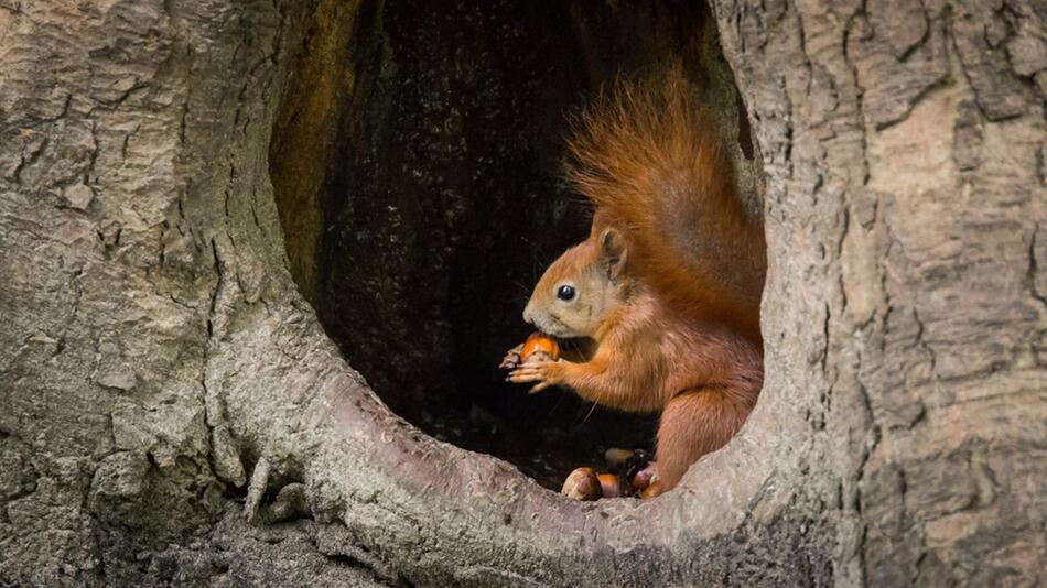 Eichhörnchen brauchen im Frühling Hilfe.