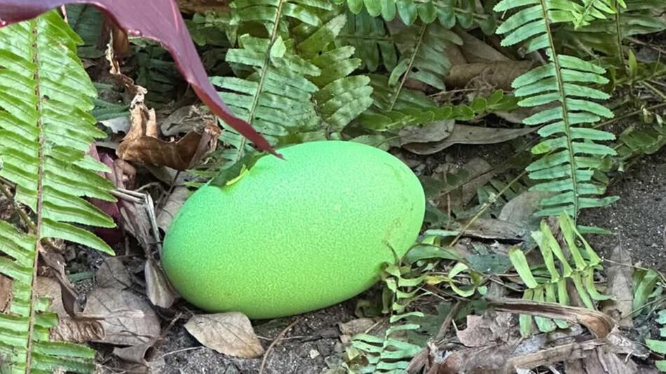 Was schlüpft denn da? Australischer Zoo hofft auf seltenen Nachwuchs