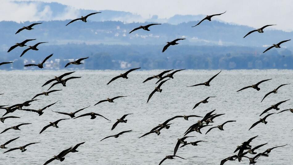 Kormorane am Bodensee