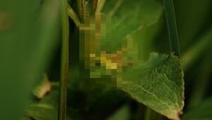 (Rätsel) Welches Tier suchen wir? (Grashüpfer)