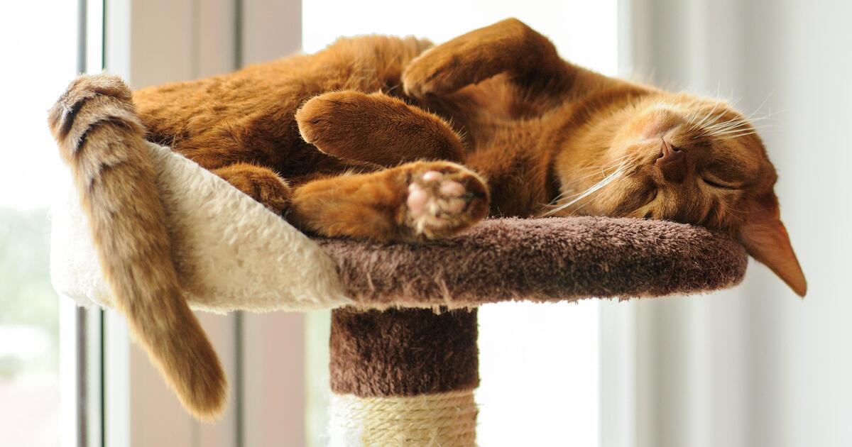 Alles, was Ihre Katze glücklich macht GMX