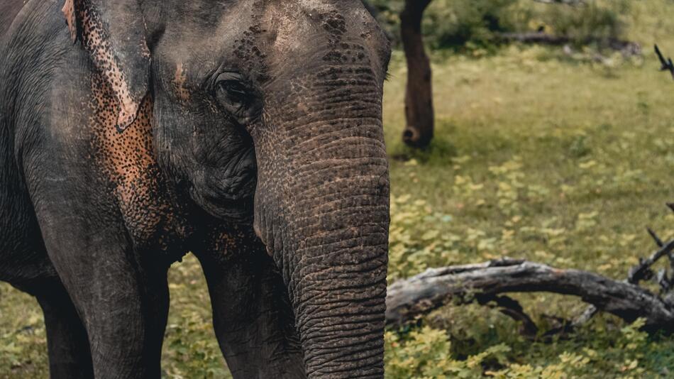 Elefant frisst Banane mit dem Rüssel.