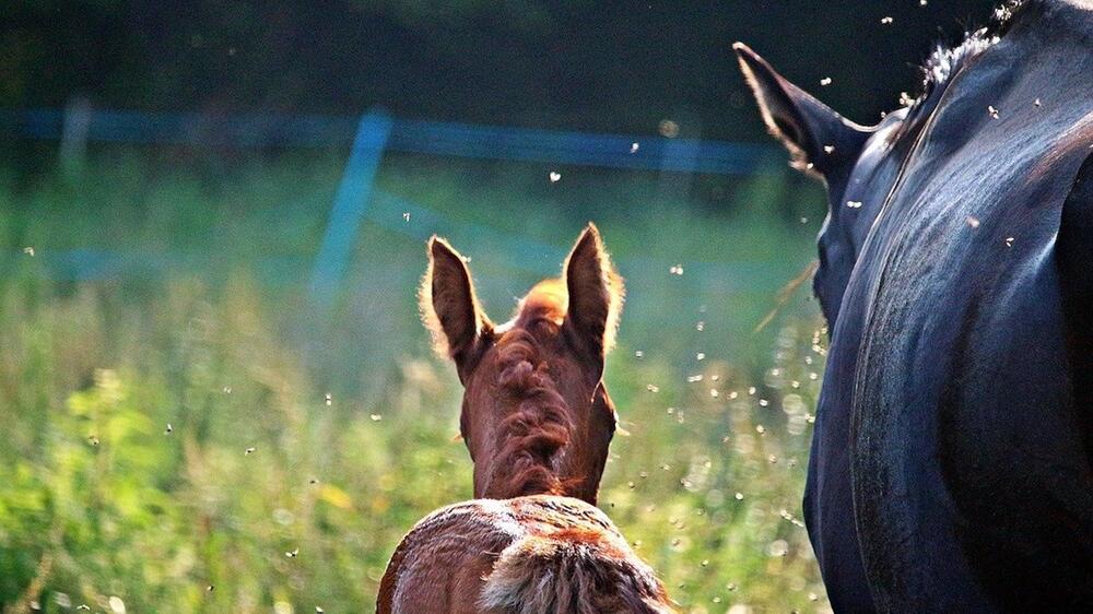 Die Knoblauchwirkung ist bei jedem Pferd anders.