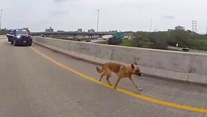 Tierische Verfolgungsjagd: Entlaufener Hund flüchtet auf Highway vor Polizei
