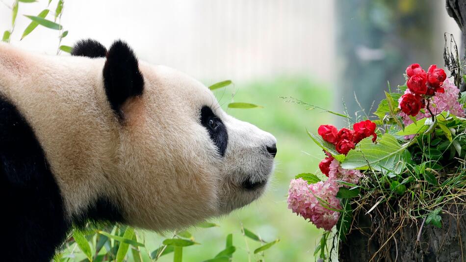 Panda Fu Bao