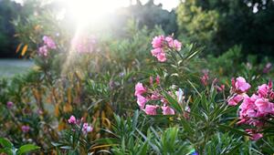 Oleander düngen mit dem Gießwasser-Trick – so blüht er prächtig