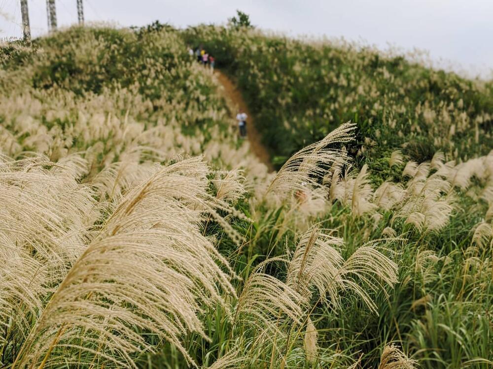 Miscanthus entwickelt sich zum Trendsetter.