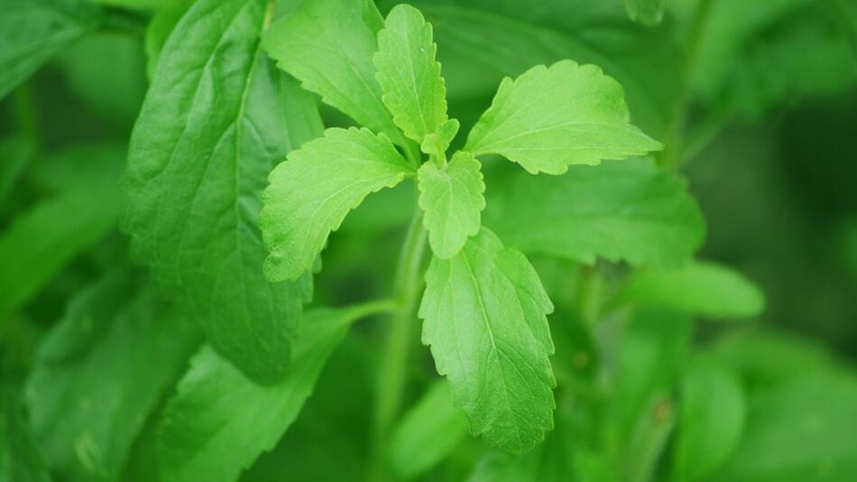 stevia