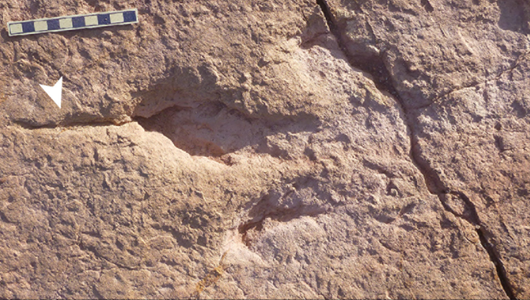 Dino-Fußspur in Bolivien