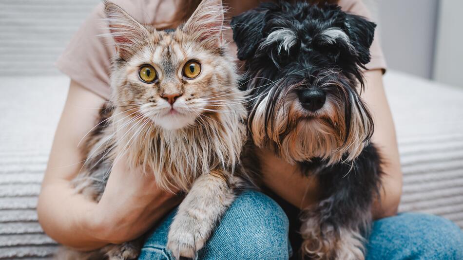 Hund und Katze