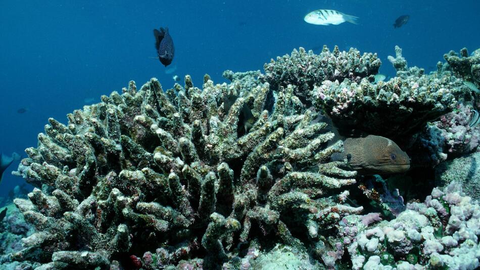 Geschädigte Korallen bei den Malediven.