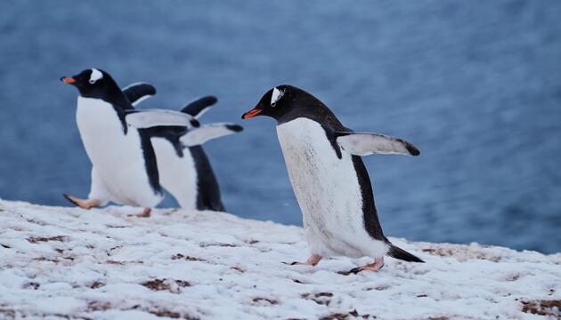 Mit dem Pinguin-Gang Stürze vermeiden