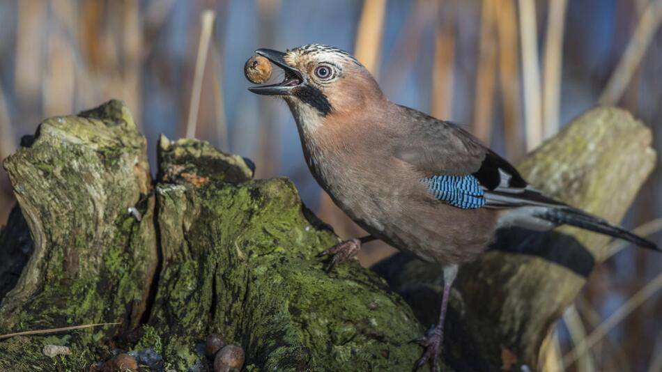 Können Tiere planen? Ein heimischer Vogel liefert die Antwort