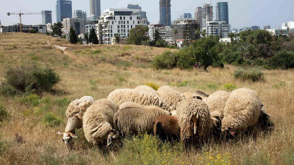Schafe sollen Tel Aviv zu blühen bringen
