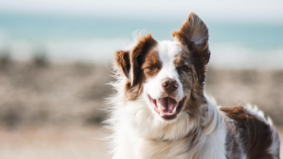 Hundesteuer-Einnahmen höher als je zuvor.