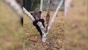 Bären-Babys aus Wildtierhandel gerettet