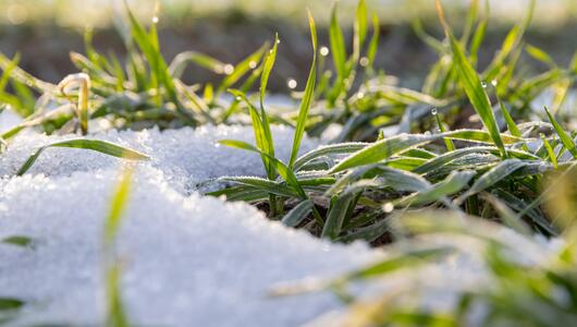 Schnee Gras schmelzen