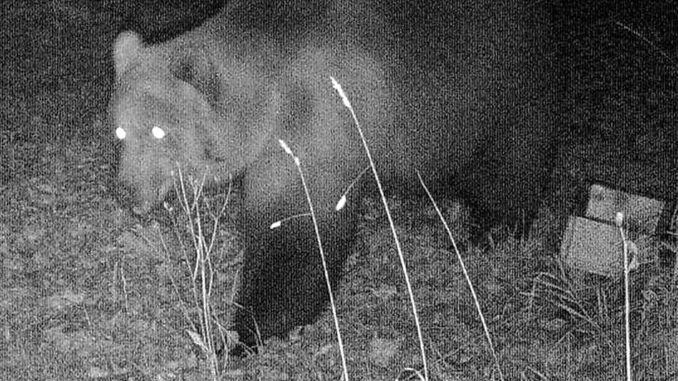 Wildtierkamera dokumentiert einen Bären in Bayern