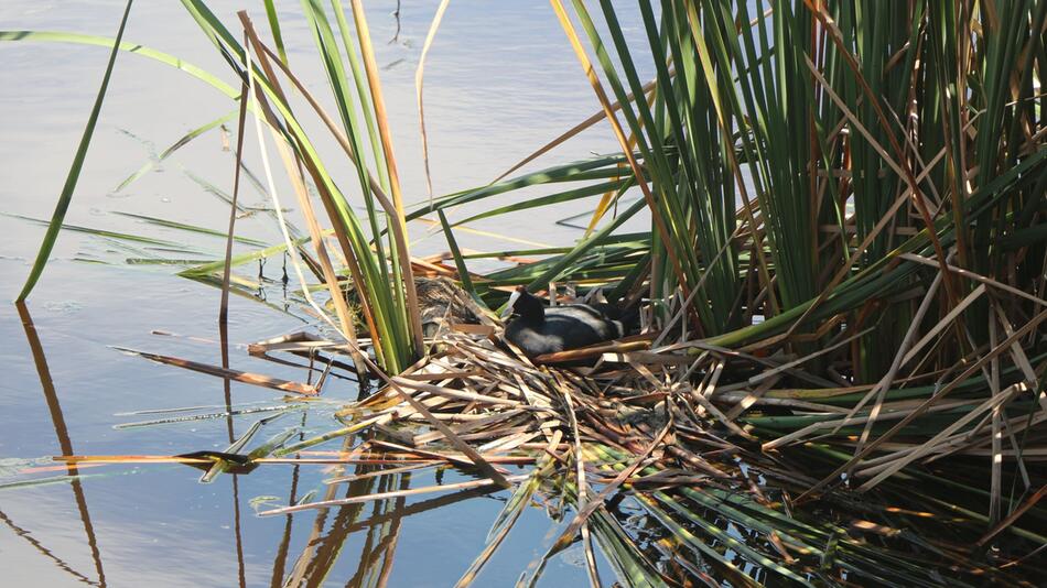 Ein Kammblässhuhn im Wasser