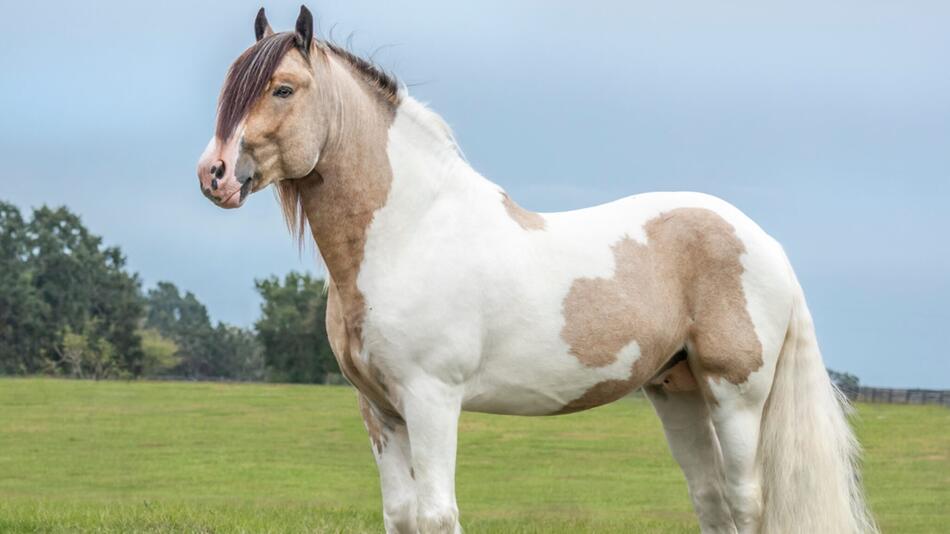 Pferderasse Drum Horse