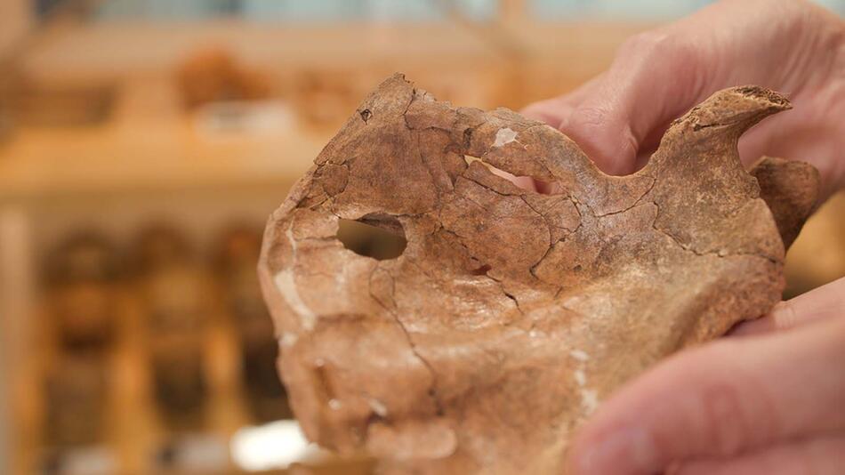 Neandertaler-Fund erzählt von Gewalt – und Fürsorge