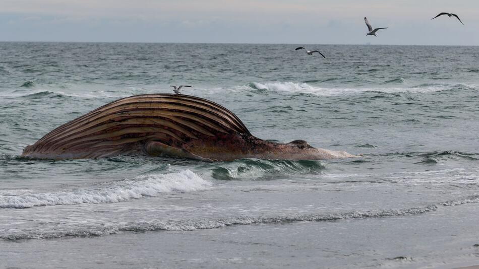 Toter Buckelwal wird direkt am Strand obduziert