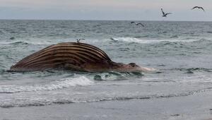 Toter Wal vor dänischer Insel Anholt