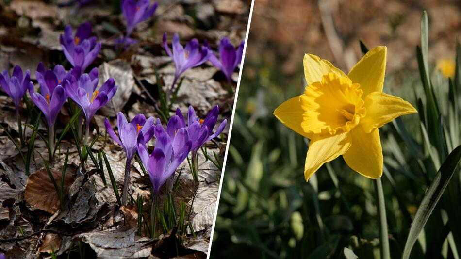 Krokusse und Co. pflücken: Achtung diese Frühlingsblumen stehen Naturschutz!