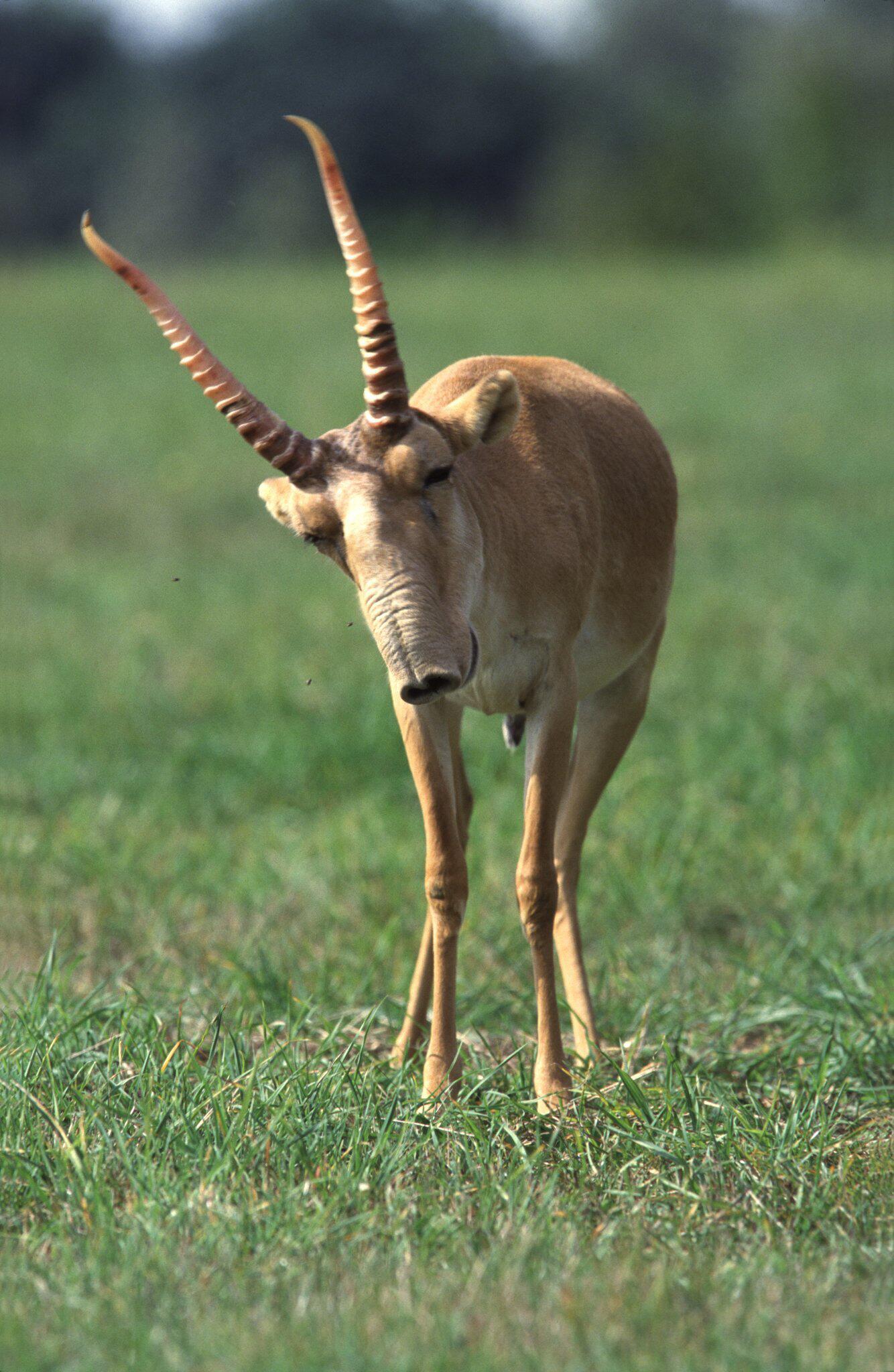Парнокопытное животное обитающее. Степная антилопа Сайгак. Сайга (Сайгак). Сайга антилопа. Антилопа – Сайгак Калмыкия.
