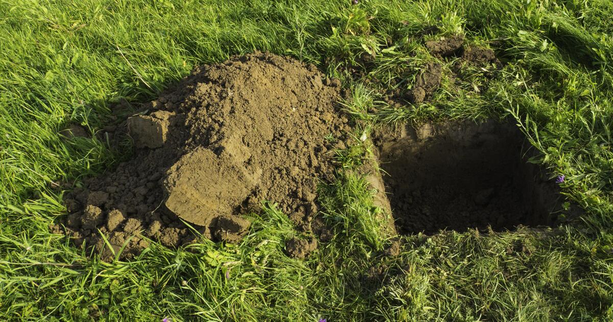 Wie Kann Man Herausfinden Wo Jemand Begraben Ist Darf ich mein Haustier im Garten begraben? | GMX