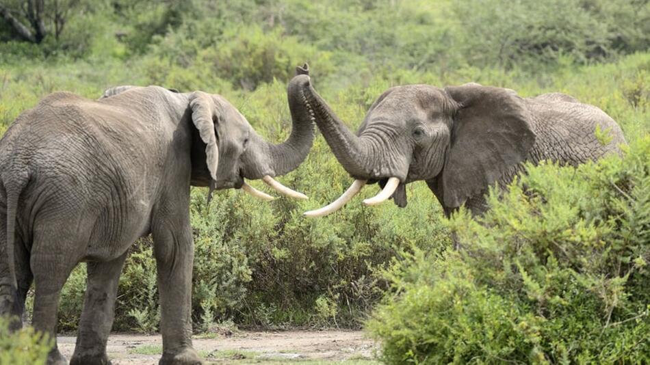 Weltelefantentag: Warum Elefanten echte Klimaschützer sind.