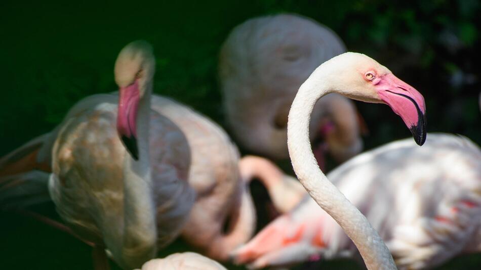 Der Berliner Flamingo Ingo