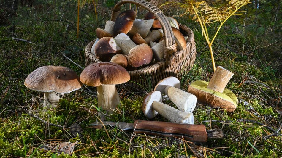 Mushroom Season: Full Baskets in the Thuringian Forest