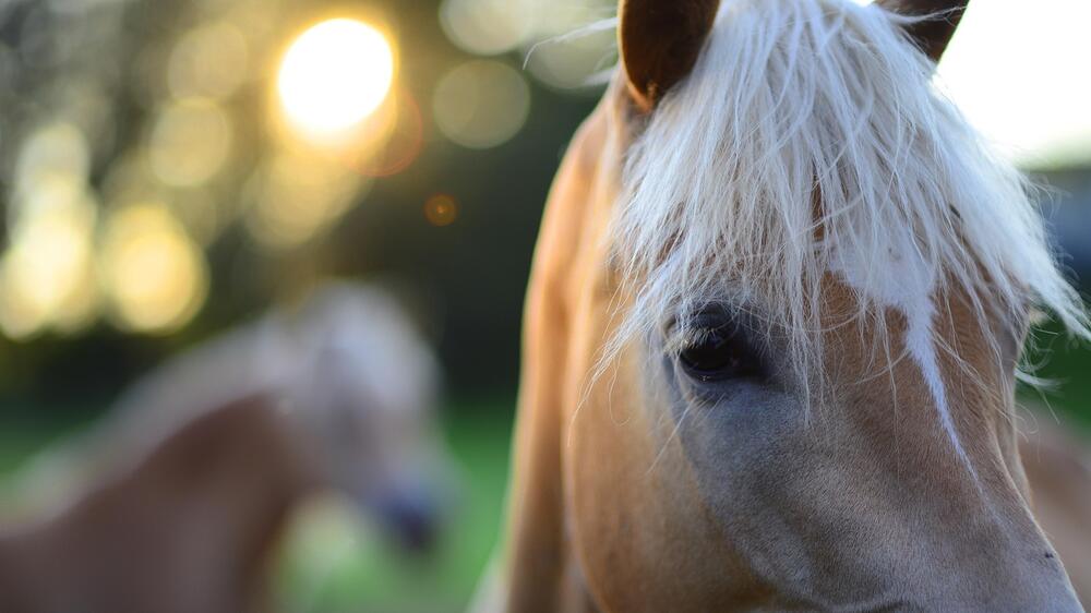 Reiten ist für viele Kinder ein Highlight.