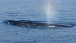 Ein Finnwal an der Meeresoberfläche, kurz nachdem er ausgeatmet hat.