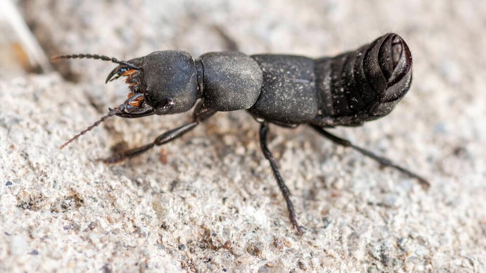 Dieser Käfer im Haus ist ein Warnsignal