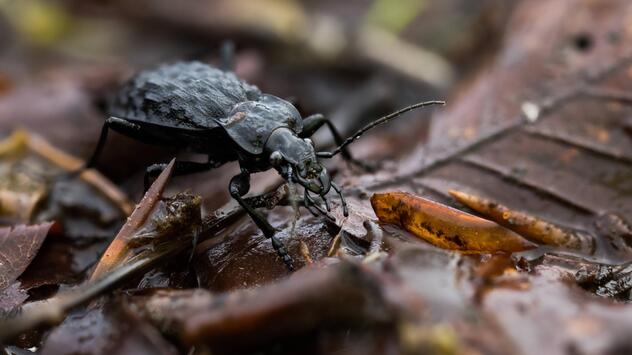 Schwarzer Grubenlaufkäfer