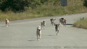 Millionen streunender Hunde laufen in der Türkei herum