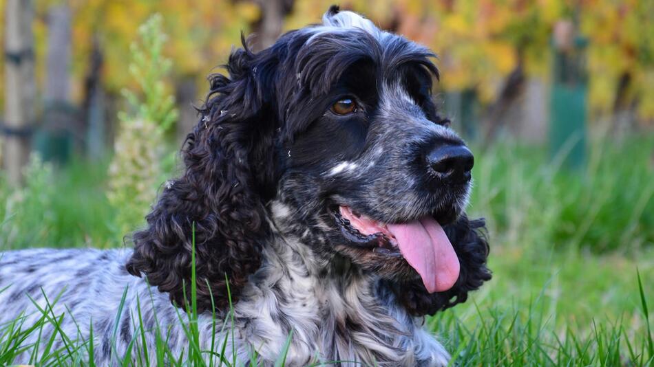 Daisy wurde nach acht Jahren wiedergefunden.