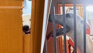 Hund frisst sich durch Wohnzimmertür – und scheitert am Gitter